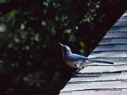 Morning Birds | Nature Sounds