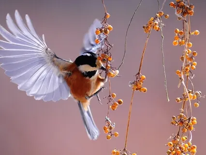 Morning Birds Of San Miguel 