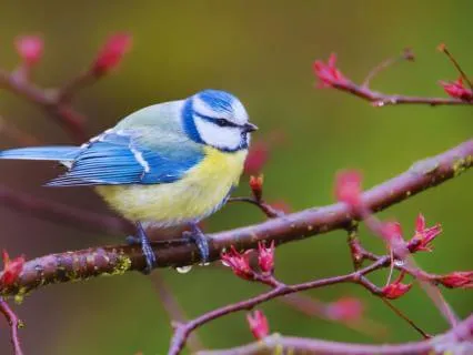 Morning Birds Singing Happily
