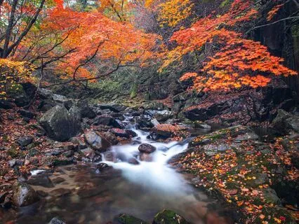Morning Birds & Small River In The Forest | Nature Sounds