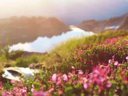 Morning Birdsong Session