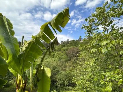 Morning Birdsong - Nature Soundscape For A Clear Mind