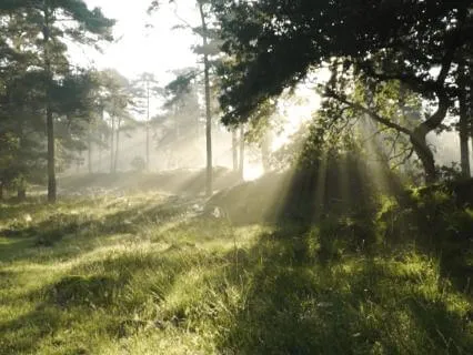 Morning Birdsong – Relaxing Nature Sounds For Stress Relief