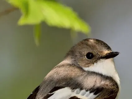 Morning Birdsong Yoga Nidra: Rest In The Quiet Sky