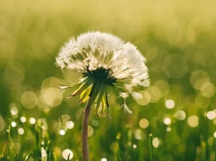 Morning Blessing Gift Of Activity