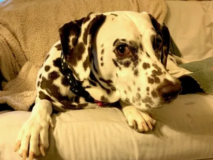 Morning Blessing Gift Of Animals