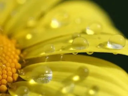 Morning Blessing Gift Of Expansion