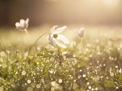 Morning Blessing Gift Of Grace