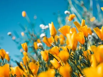 Morning Blessing Gift Of Growth