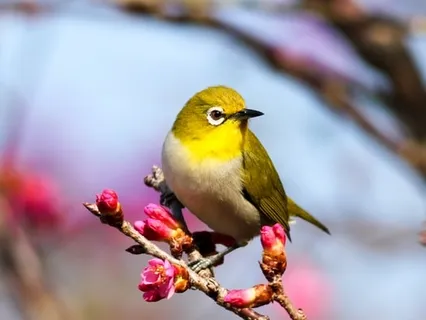 Morning Blessing Gift Of Purity