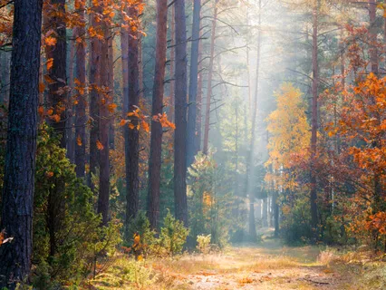 Morning Blessing Gift Of Revealing