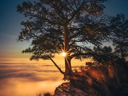 Morning Blessing Gift Of Roots