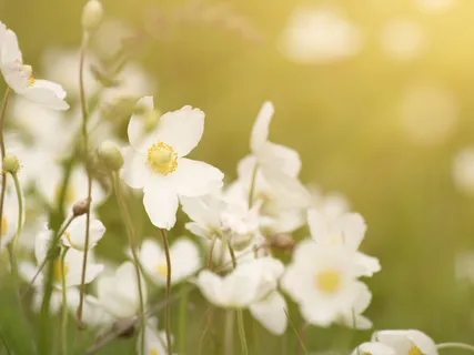 Morning Blessing Gift Of Transition