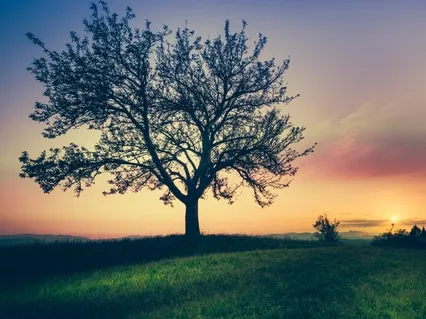 Morning Blessing Gift Of Trees