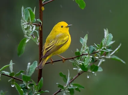 Morning Blessing Gift Of Your Song