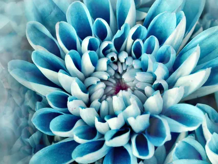 Morning Blessing Gift To Bloom