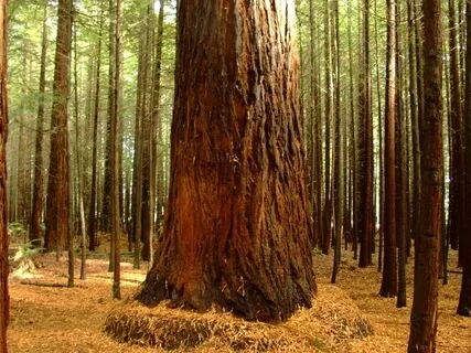 Morning Blessing Gift To Listen