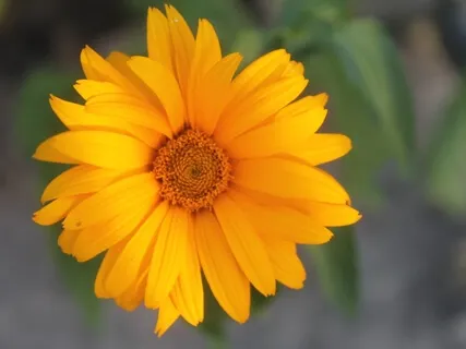 Morning Blessing Gift To Turn