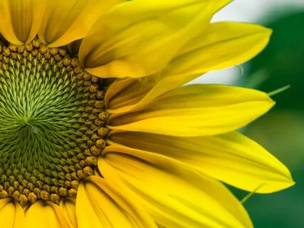 Morning Blessing Light Language