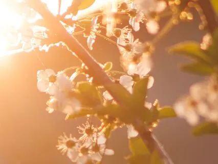 Morning Blessings Of Ease & Grace