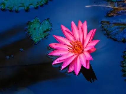 Blissful Morning Meditation