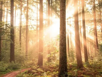 Morning Bliss: Open To Life
