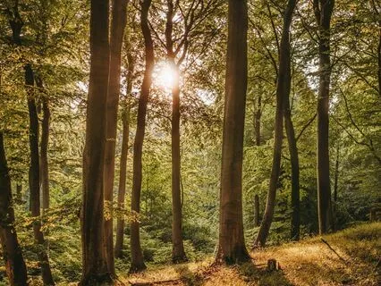 Morning Bliss: Start Your Day Mindfully