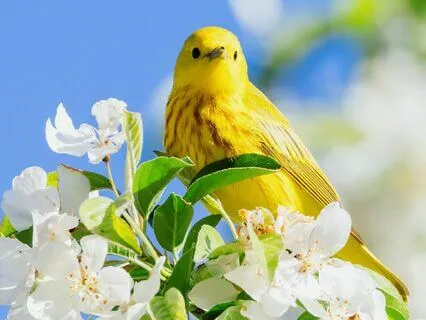 Morning Body Scan With Nature Sounds