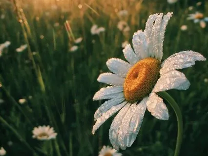 Morning Breath, Voice & Intention Setting