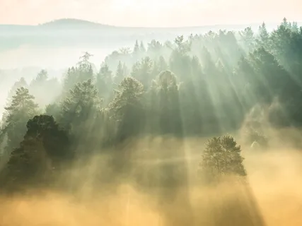 Morning Breeze - Relaxing Music & Forest Sounds