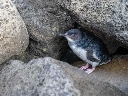 Nature Sounds: Morning Call With Penguins