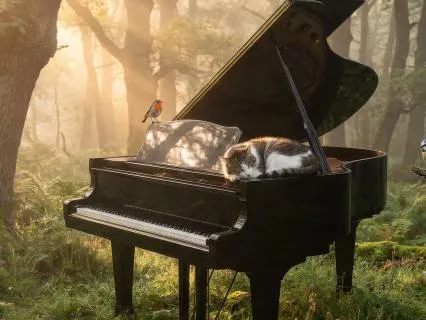 Morning Calm | 5-5 Guided Breathing With Piano & Birdsong