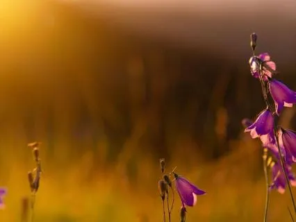 Morning Calm: A Meditation To Start Your Day