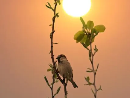 Morning Calm – Gentle Morning Music & Birdsong
