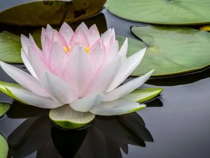 Morning Calm: Subconscious Healing