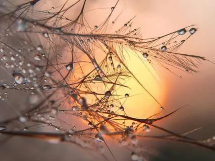 Morning Celebration - Gentle Awakening