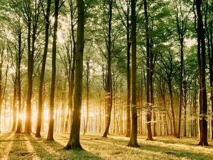 Morning Centering Guided Meditation