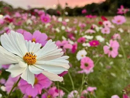 Morning Cheerleader: Affirmations For A Better World