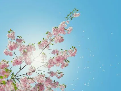 Cherry Blossoms Meditation For Relaxation