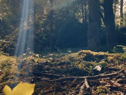 Morning Coffee In The Forest