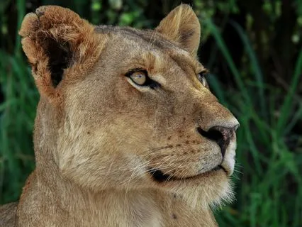 Morning Confidence: A Series Of Affirmations