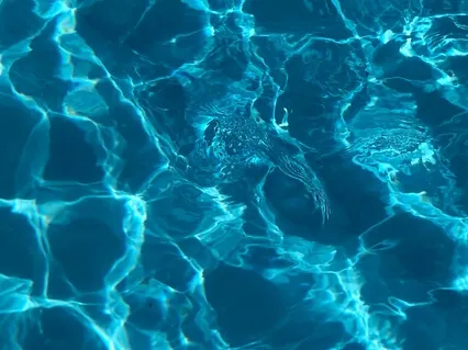 Morning Contemplation: Freedom In The Flood Of Experience