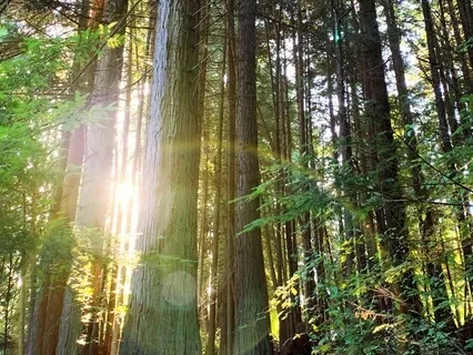 Morning Contemplation