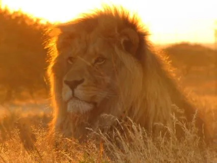 Morning Courage: Step Into This Day With Trust