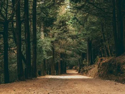 Morning Dawn Chorus, Nature’s Awakening Symphony