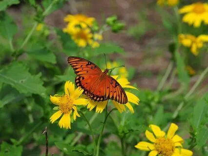 Morning Dew: Energizing Soundscape To Start Your Day