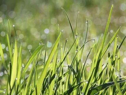 Morning Dew Instrumental With Harp and Flutes