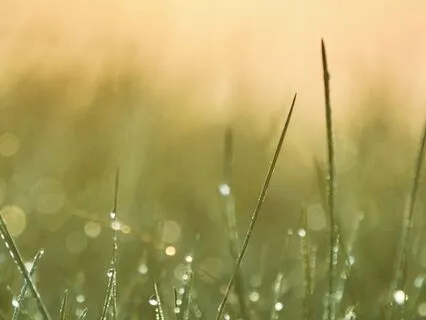 Morning Dew - Pineal Activation (Solfeggio & Binaural)