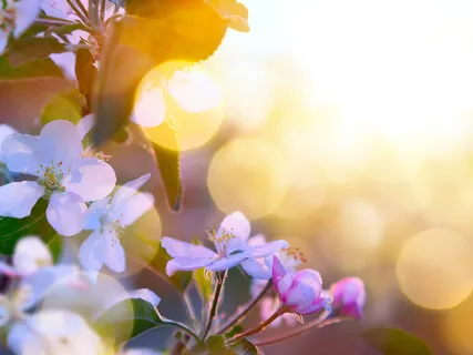 Morning Energy & Focus Meditation