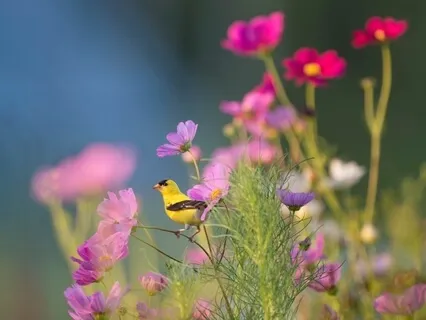 Morning Energy & Intention Meditation